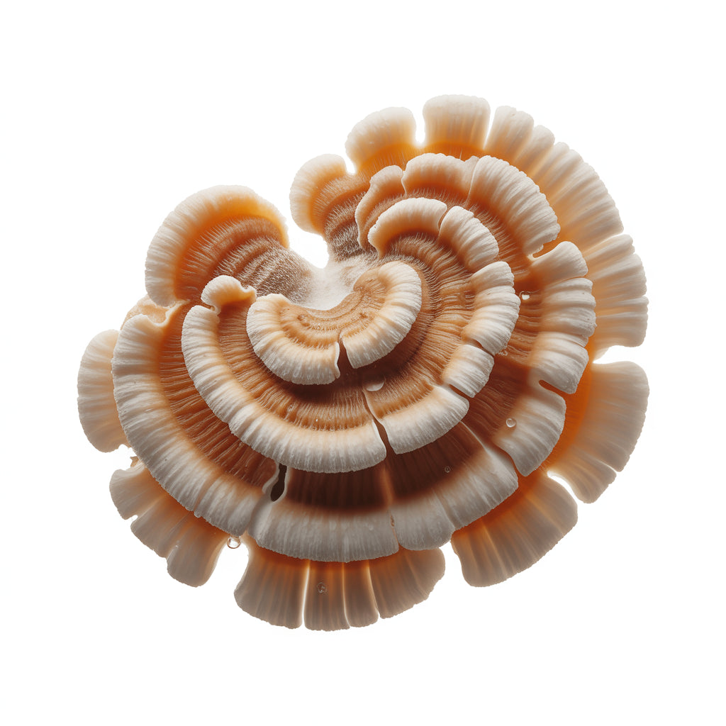 Organic Turkey Tail mushroom