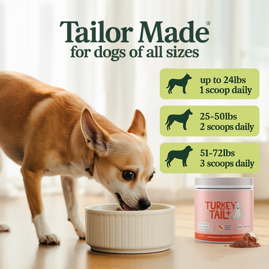 Turkey Tail + Probiotic Scoops